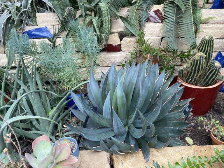 aloe vera and blue agave plants in a conservatory, looking at them helped my anxiety