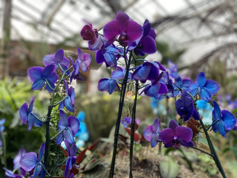 blue and purple orchids in a conservatory