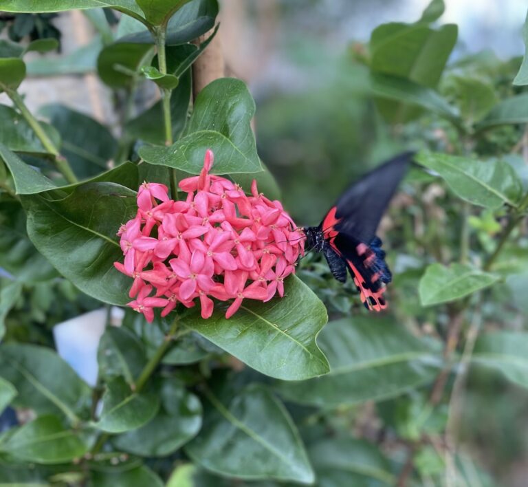 a butterfly with red on its wings, perched on a red flower plant